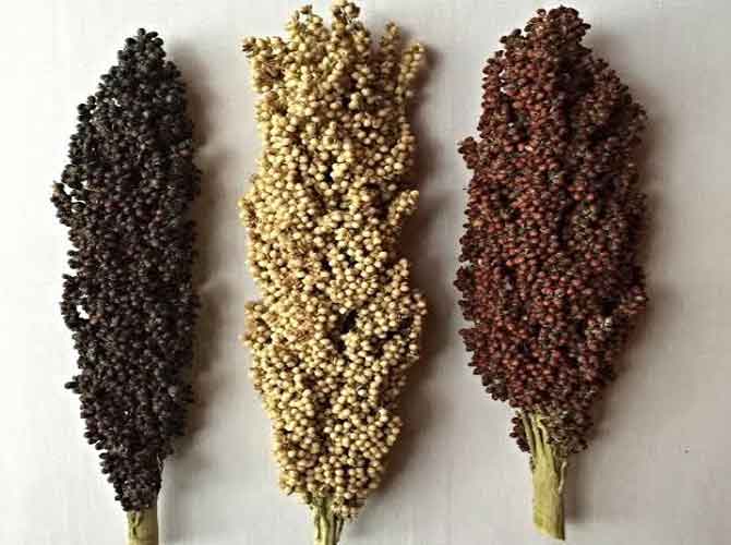 Spices & Whole Grains